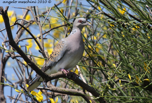 Tortora selvatica Streptopelia turtur